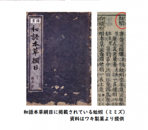 和語本草綱目に収載されている蚯蚓(ミミズ)
