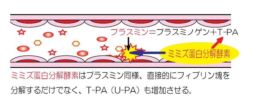 ミミズ酵素の血栓溶解作用