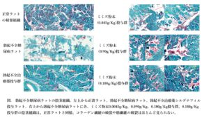 ミミズ粉末投与で勃起不全糖尿病ラットの陰茎組織が回復